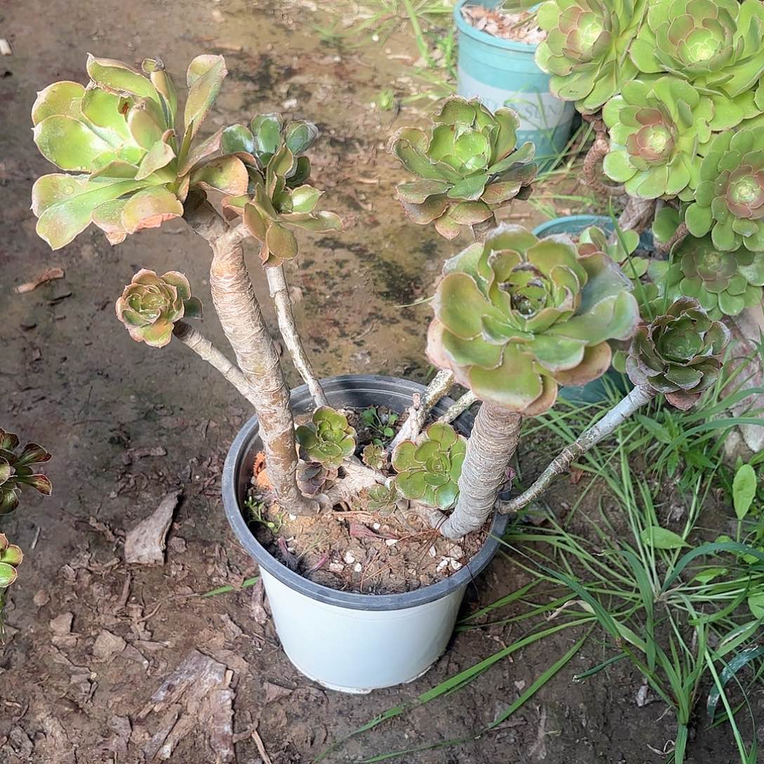 红陶哈哈哈哈哈哈哈哈