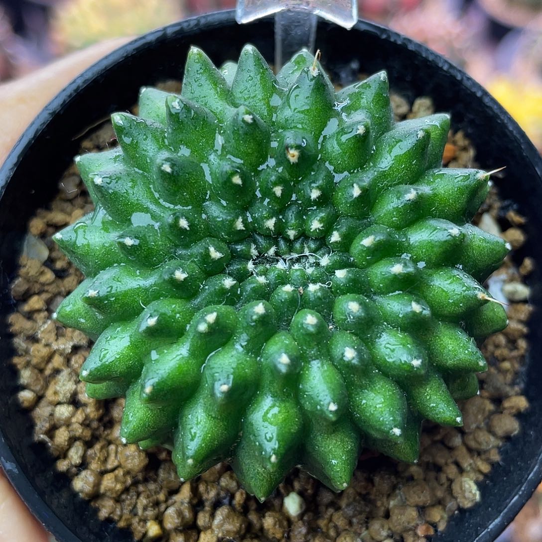 1-236绿貘5.2厘米