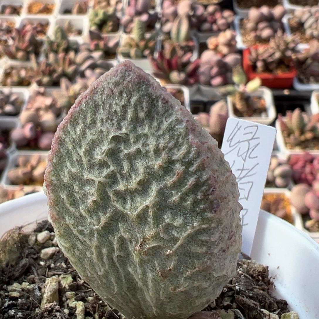 绿猪肝有一点点小干疤多肉植物水泡