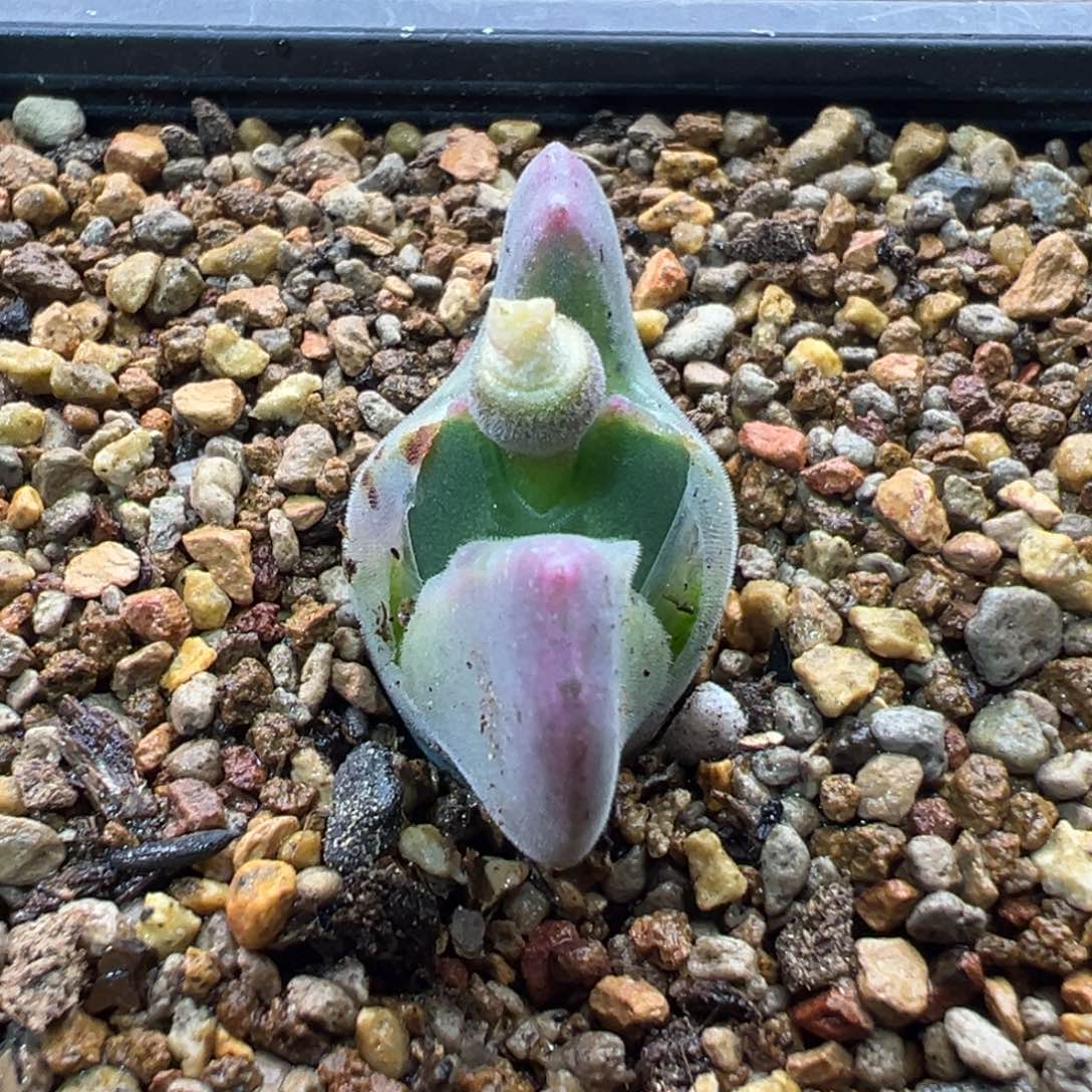 唐***鱼66多肉单头优选空蝉一棵 唐草