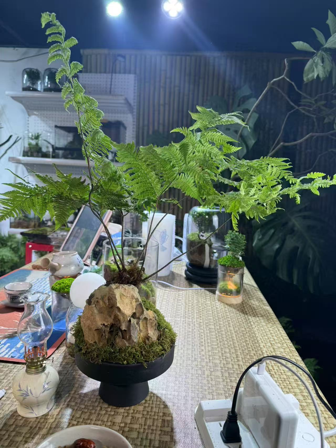 【龙门】红灵蕨苔藓微微景观办公室桌面绿植成品植物