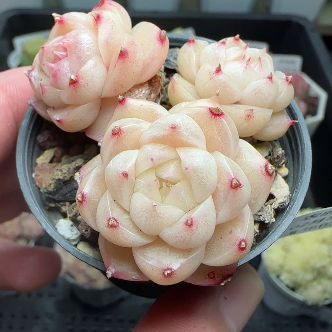 0205-167包子麦秆散