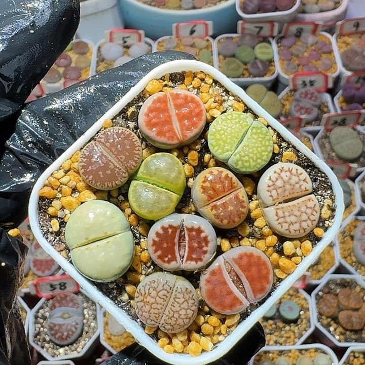 生石花33:：：。  56号