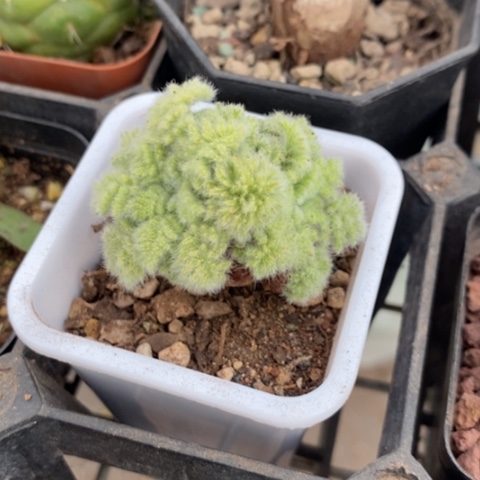 老桩羽叶杨奎5仙人球