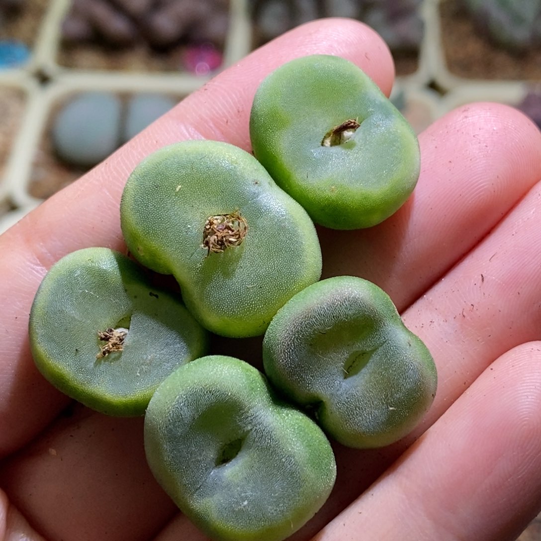 好看好看好看水晶鞋