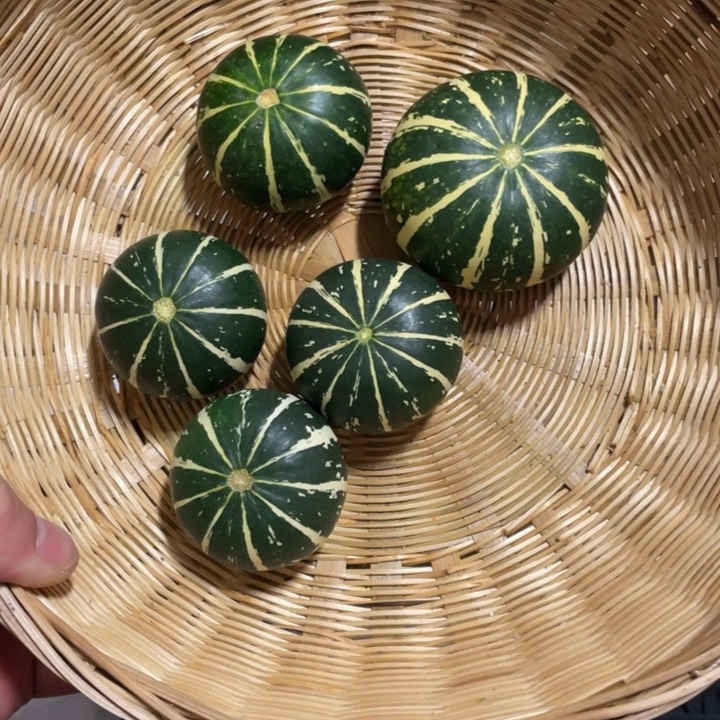 墨西哥葫芦直播间选货链接（以直播间展示为主）