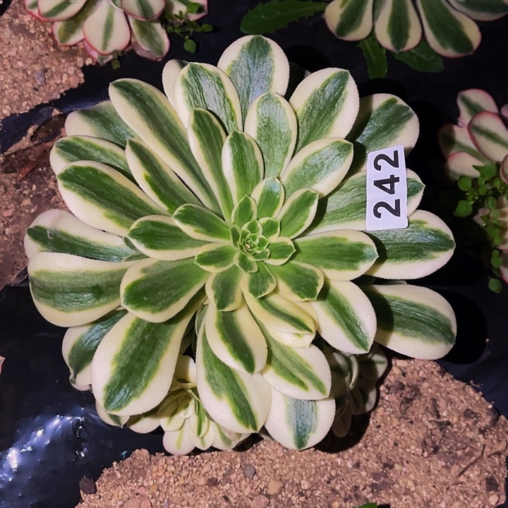 245辛尼亚多肉植物处理不售后