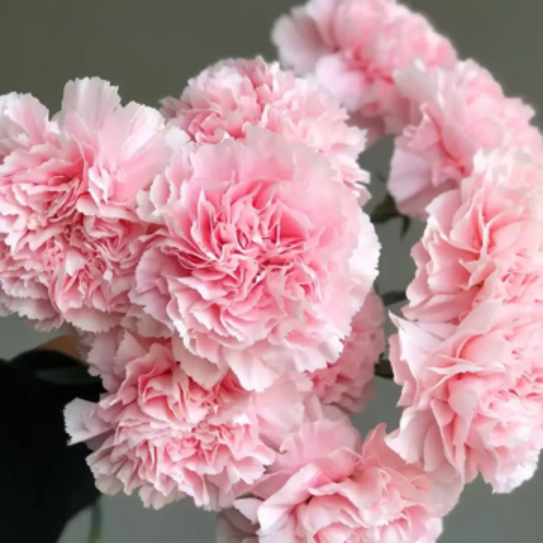 粉佳人康乃馨20支4扎一个运费