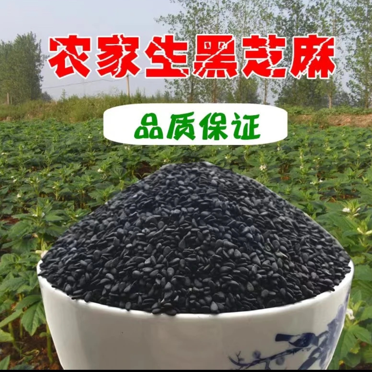 25新精选生黑芝麻白芝麻农家新货特产干净新鲜饱满无沙无染色