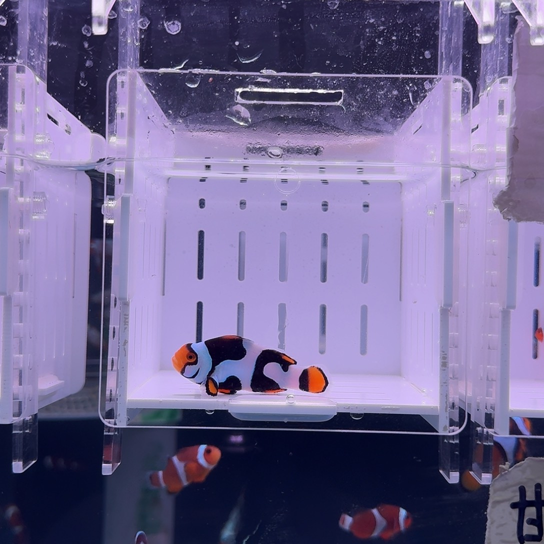 海水鱼4.5+头盔面罩单勾达芬奇黑卡小丑鱼一条