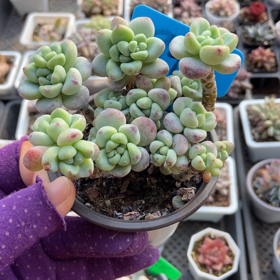 949劳尔多肉植物多肉