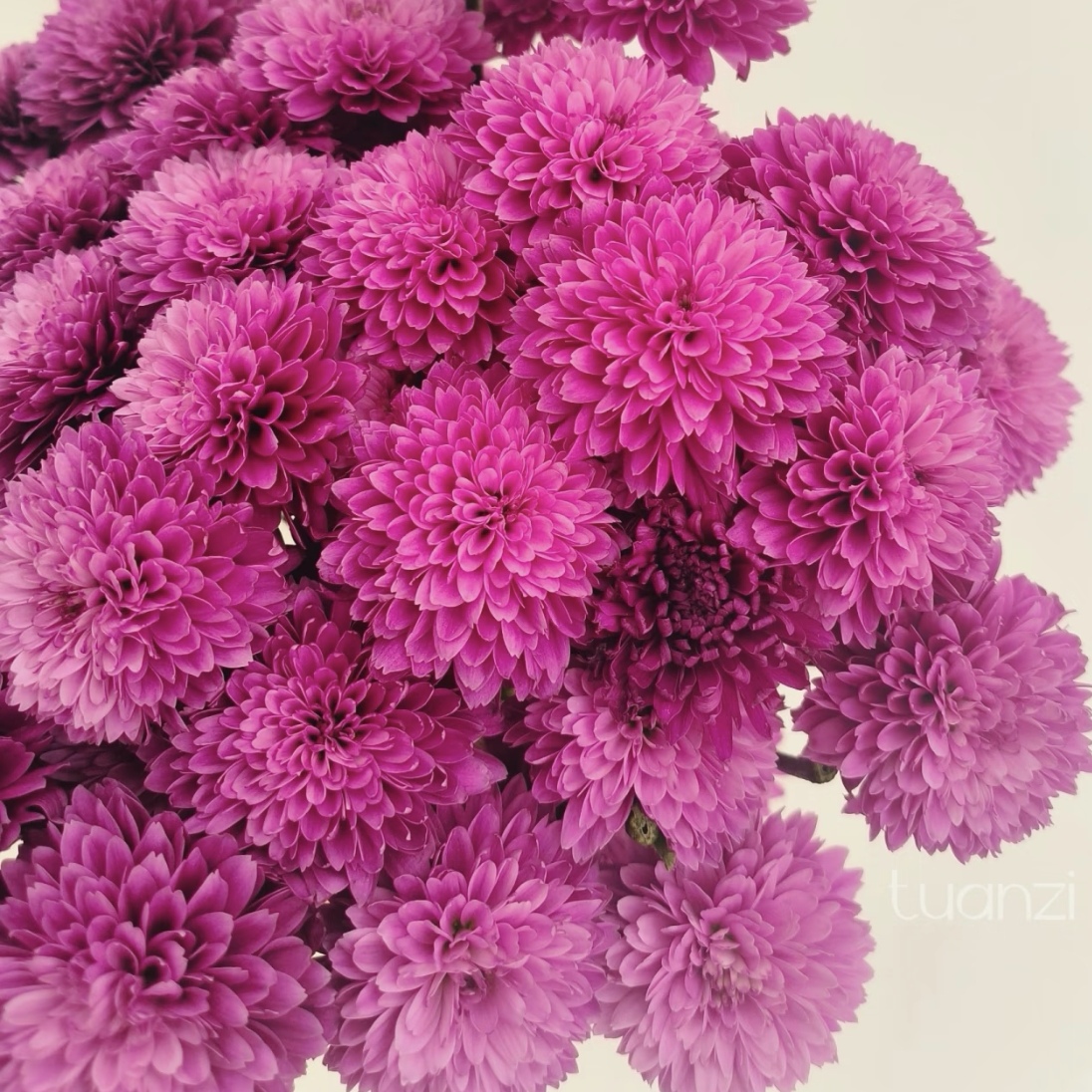 （娜紫）粉色小雏菊东北基地现采直发顺丰包邮生鲜切花