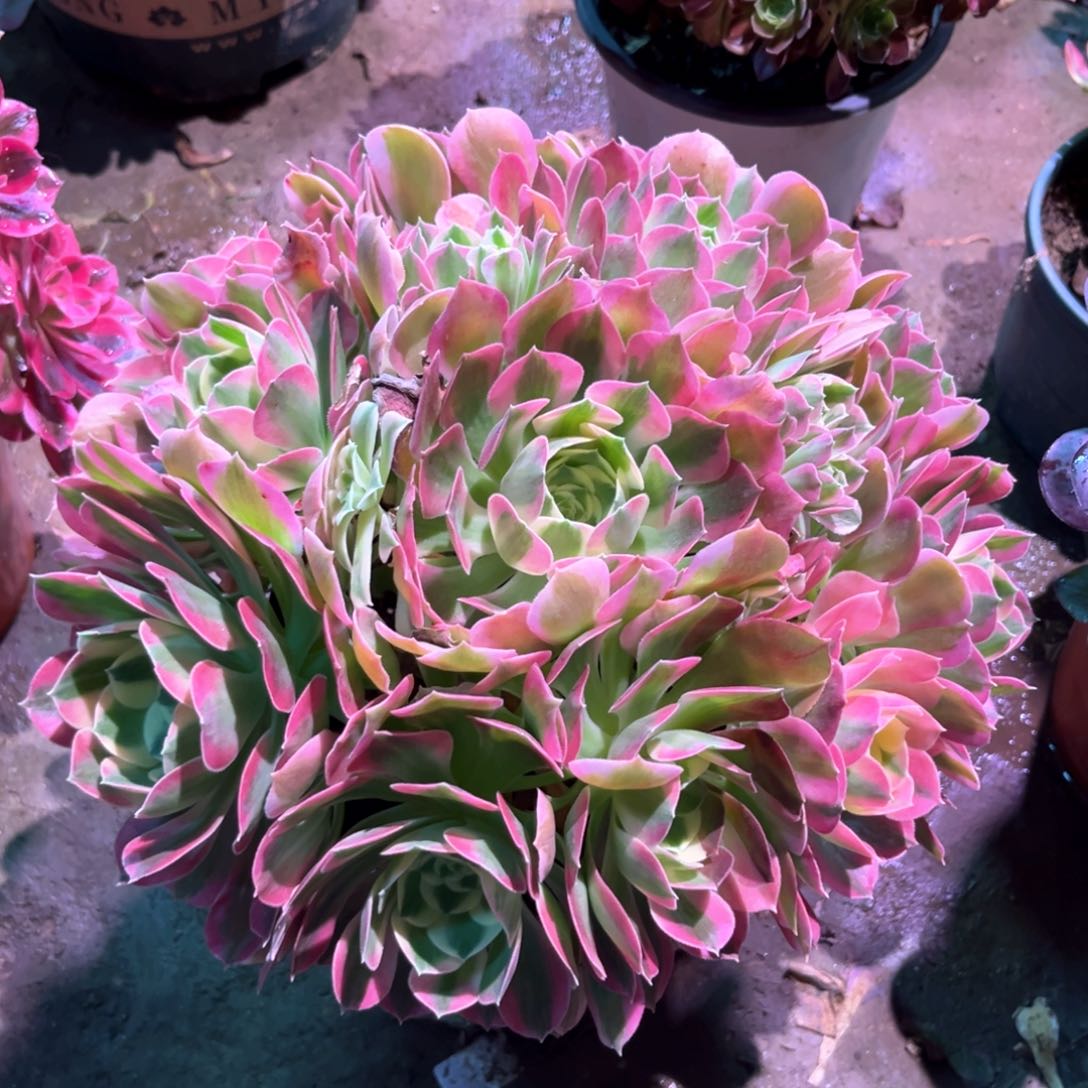 多肉植物白凤239