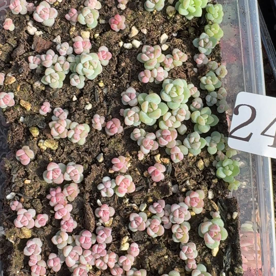多肉植物多肉植物249
