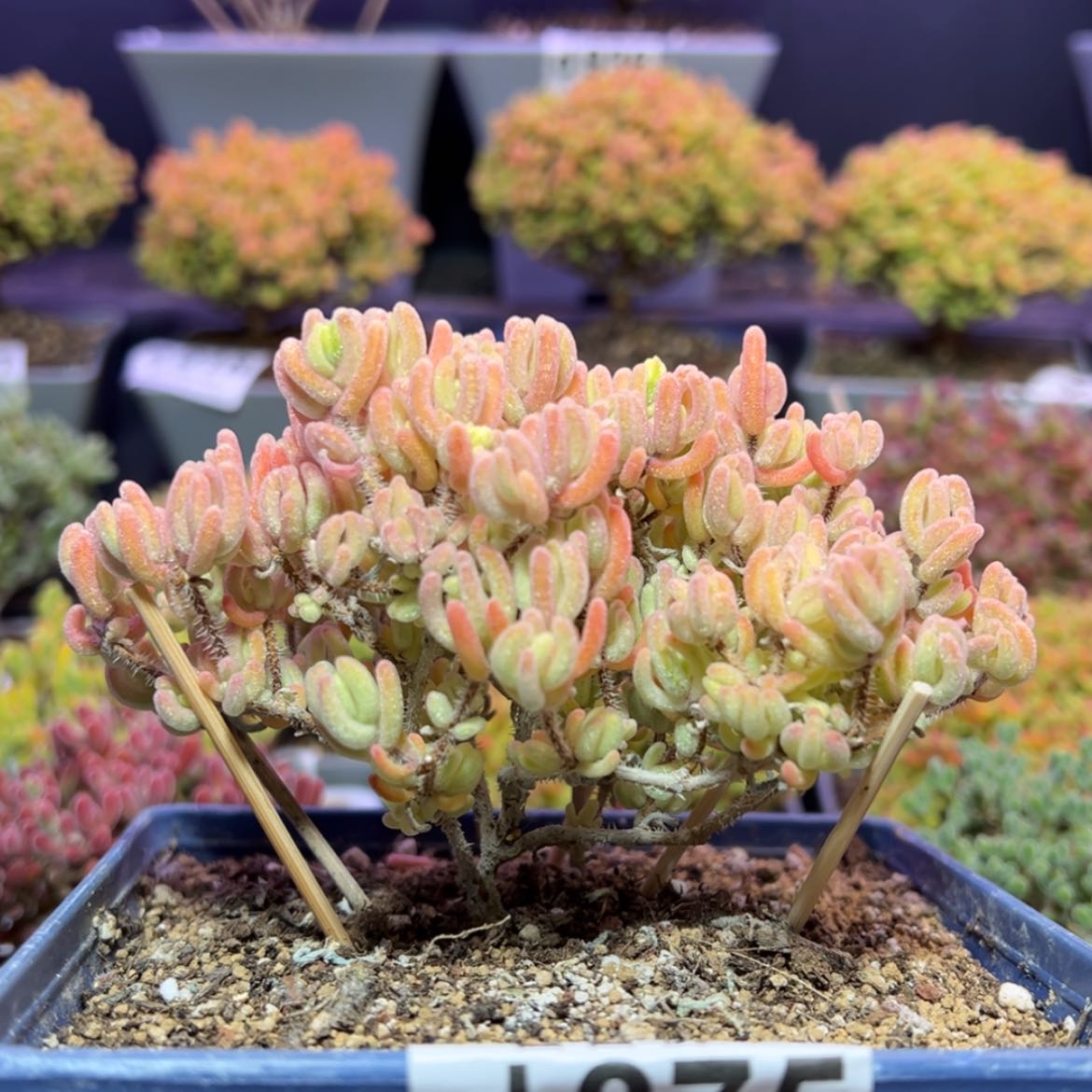 【闪购商品】吴****d875大老桩橙叶锦开播福利