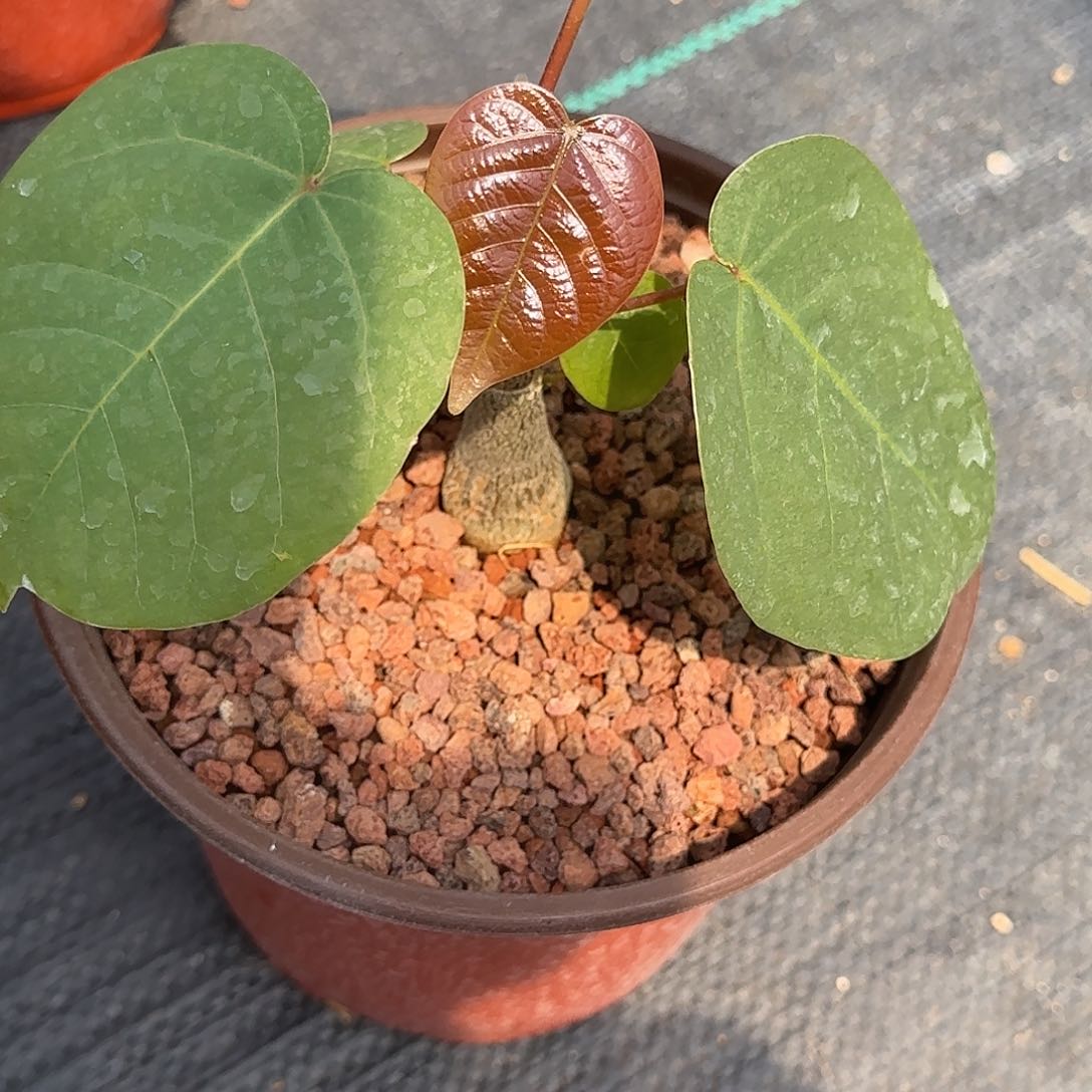 龟甲木棉多肉植物