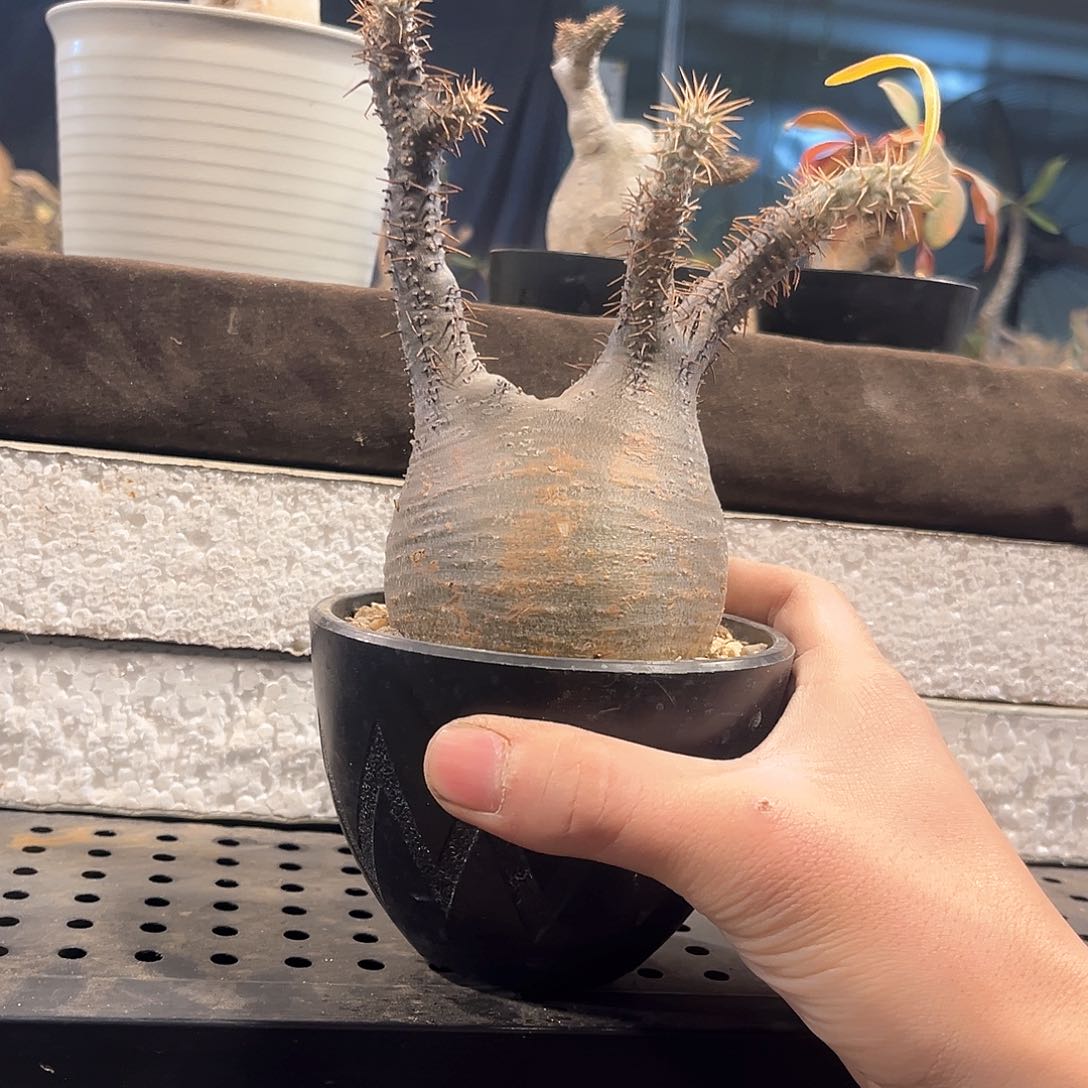 象牙宫7.75公分11111111