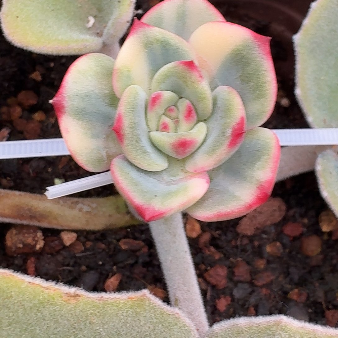 三文鱼花脸一物一拍