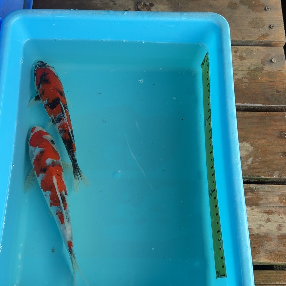 锦鲤龙鳞锦鲤昭和