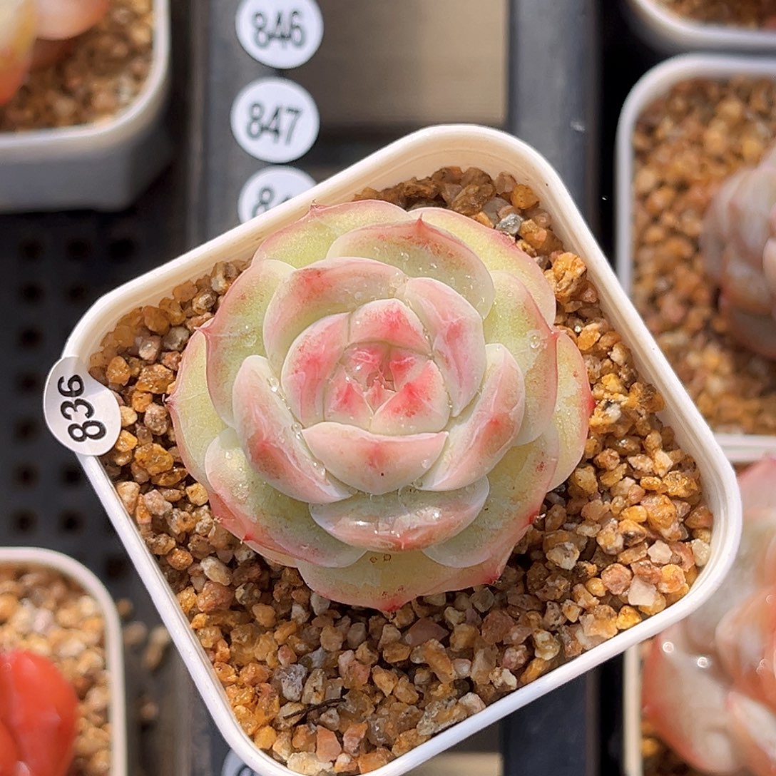 836  鹤笙珍妮多肉18包邮