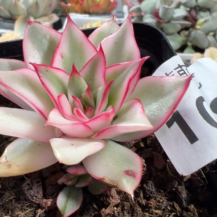 季赛尔锦多肉1068