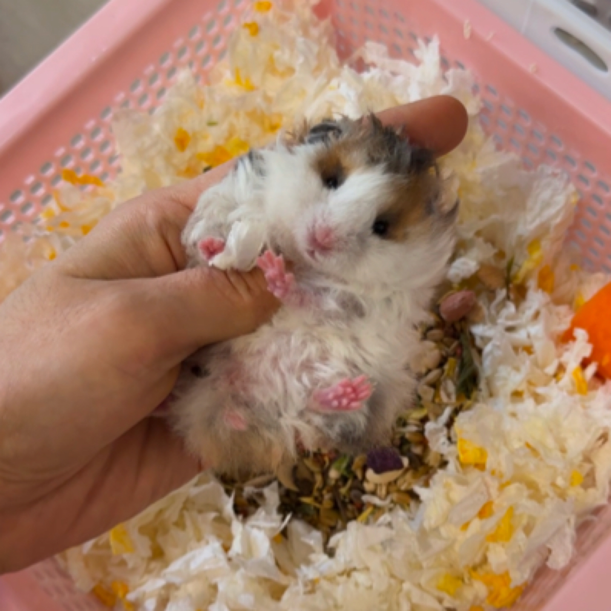 眼线金丝熊 活体金丝熊小动物