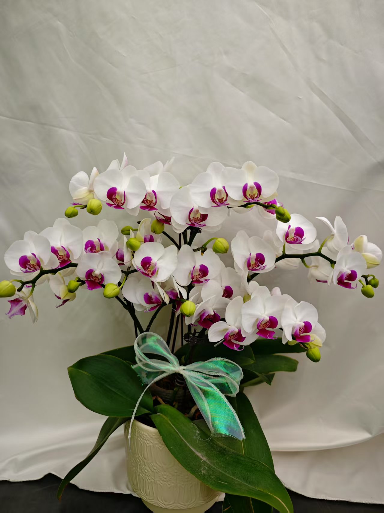 蝴蝶兰【雪玉】白色系花花 皮实好养