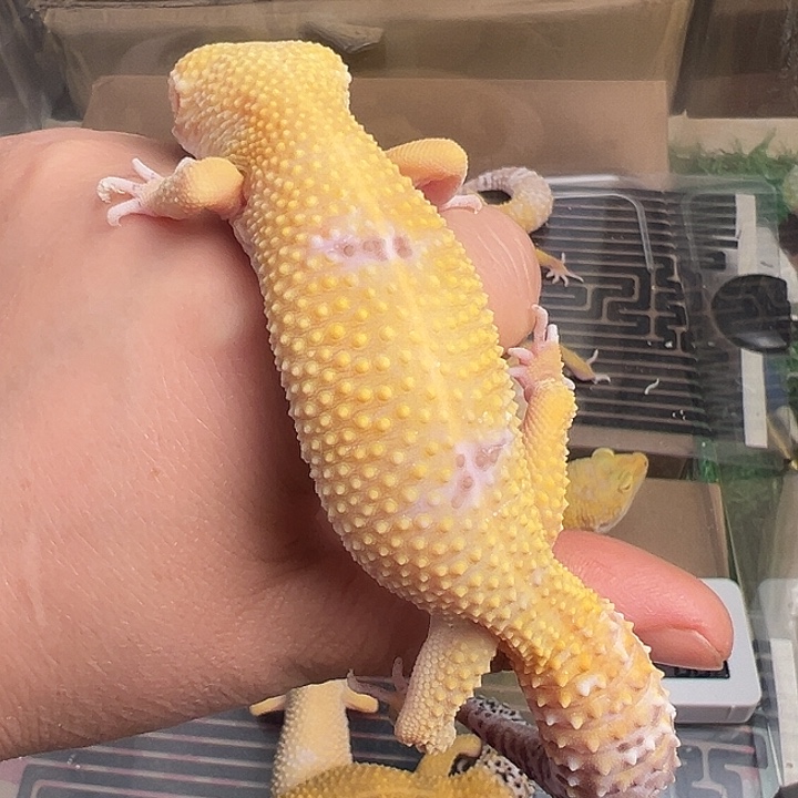 豹纹守宫成体贝尔阳光母