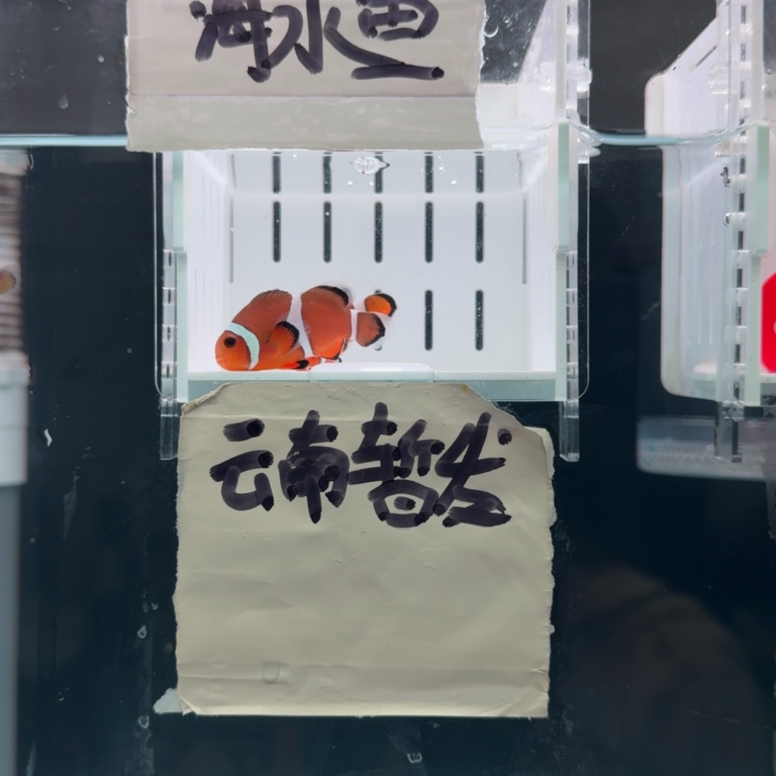 海水鱼4.5+配5+精品黑边公子一对