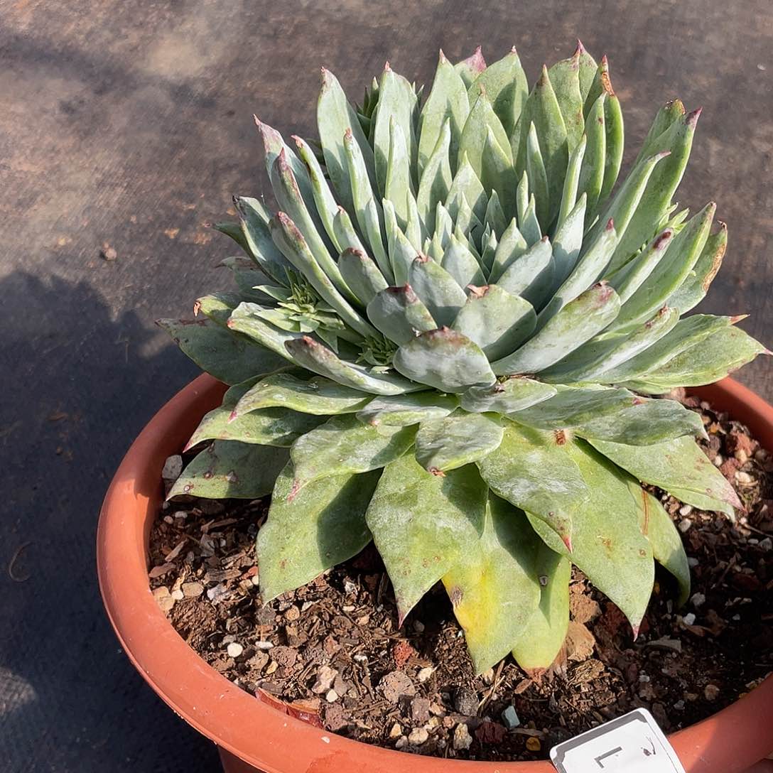 苹果叶雪山老桩11901