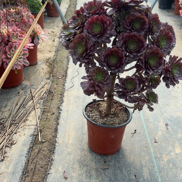 7红铜壶中多肉多肉