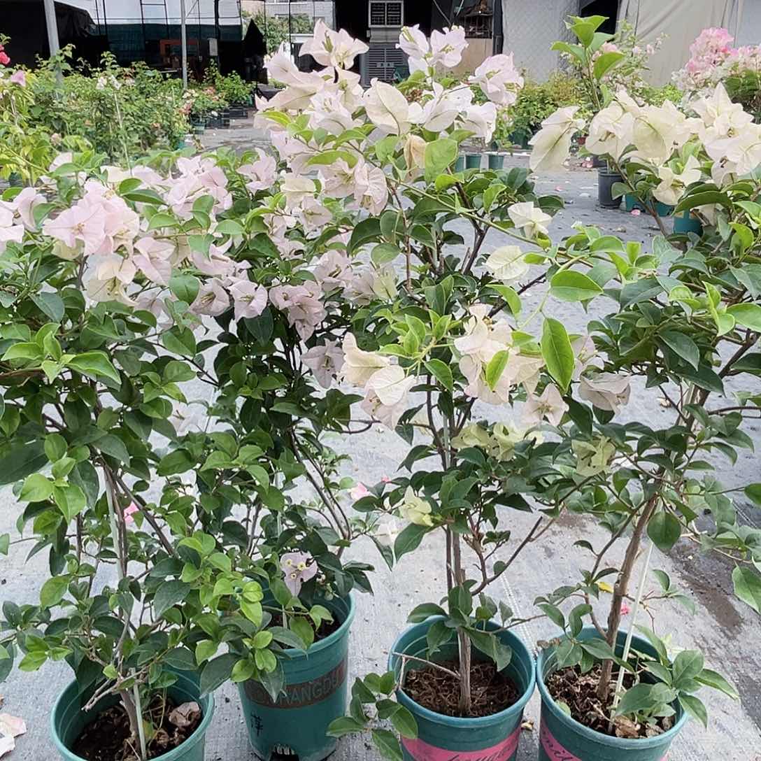 大部分开放少量花苞丽娜或苹果花一颗