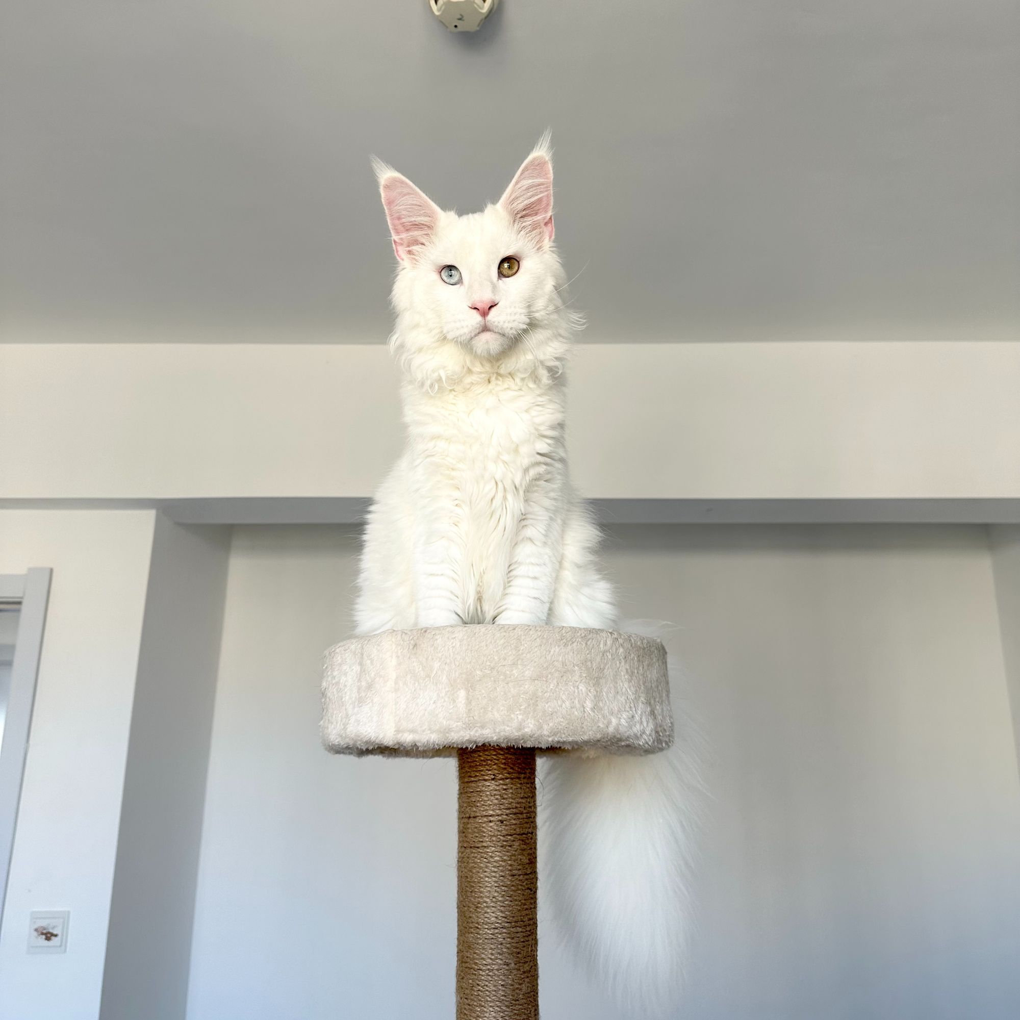 （图图家的缅因猫）T猫咪活体