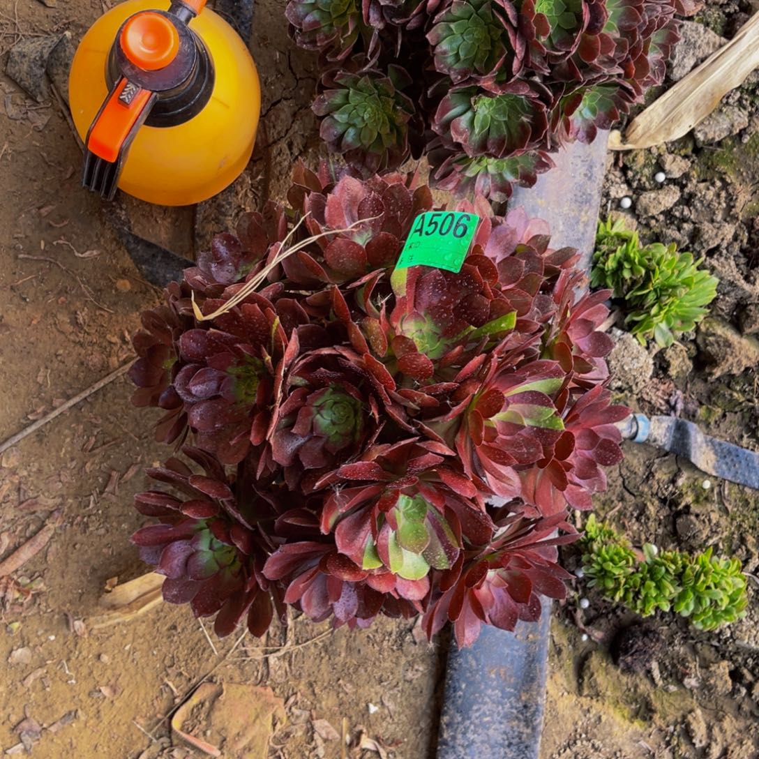 黑寡妇法师朵朵5-31