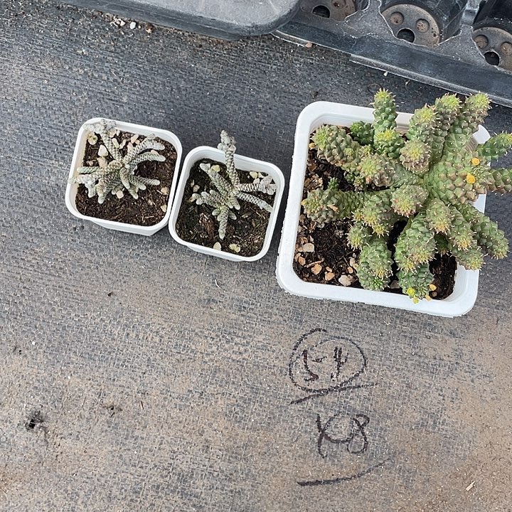 ᥫ***骁两条银龙一个九头龙带盆多肉