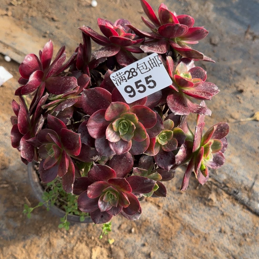红豆多肉955满28包邮断枝不包