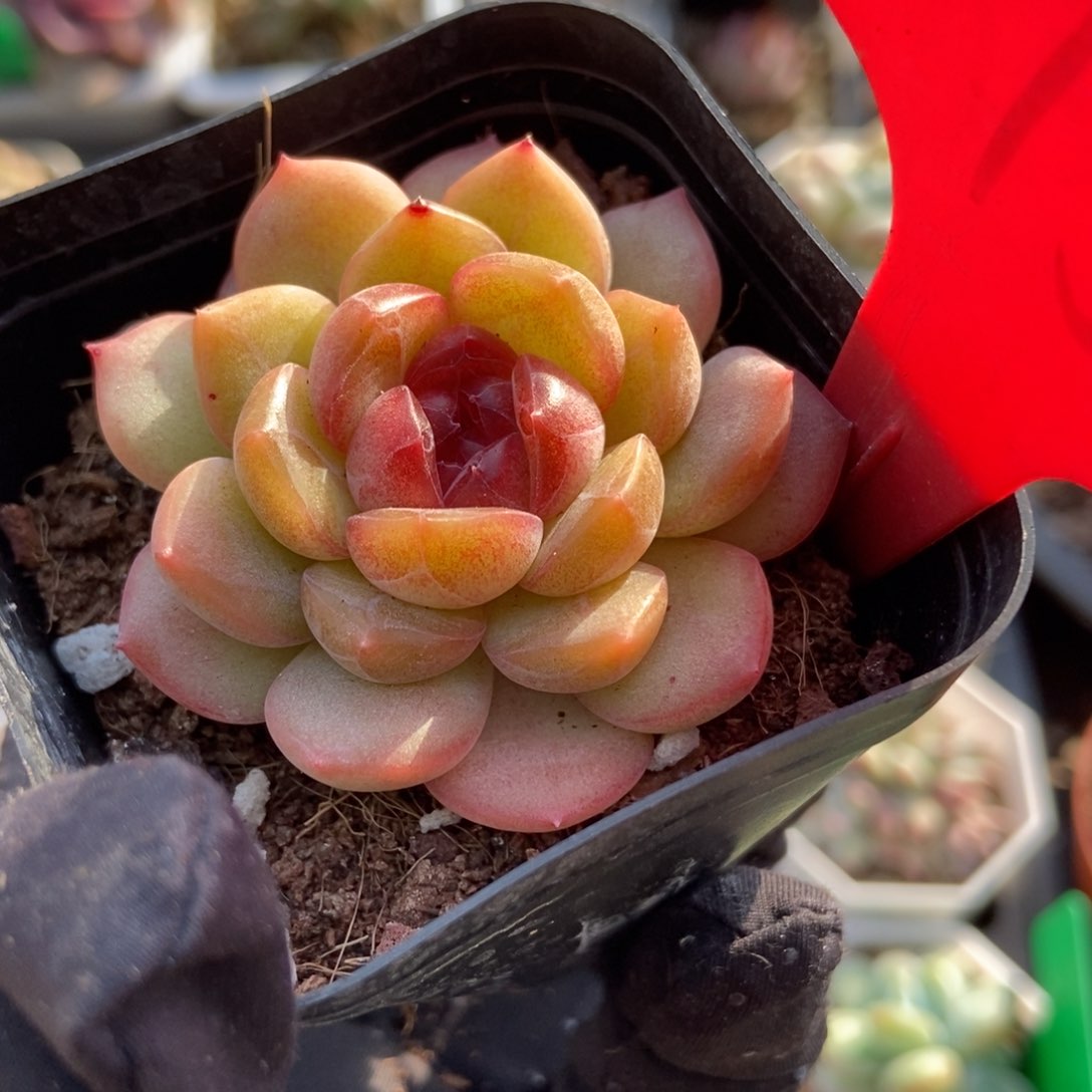 1955琴心多肉植物保护