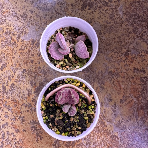 小辣条专拍多肉水泡 一物一拍