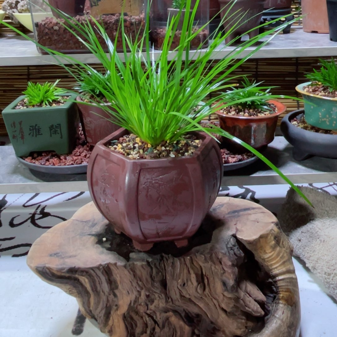 不开花植物半*天宫灯虎须