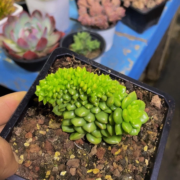 苹果花缀化哦哦哦哦哦哦哦