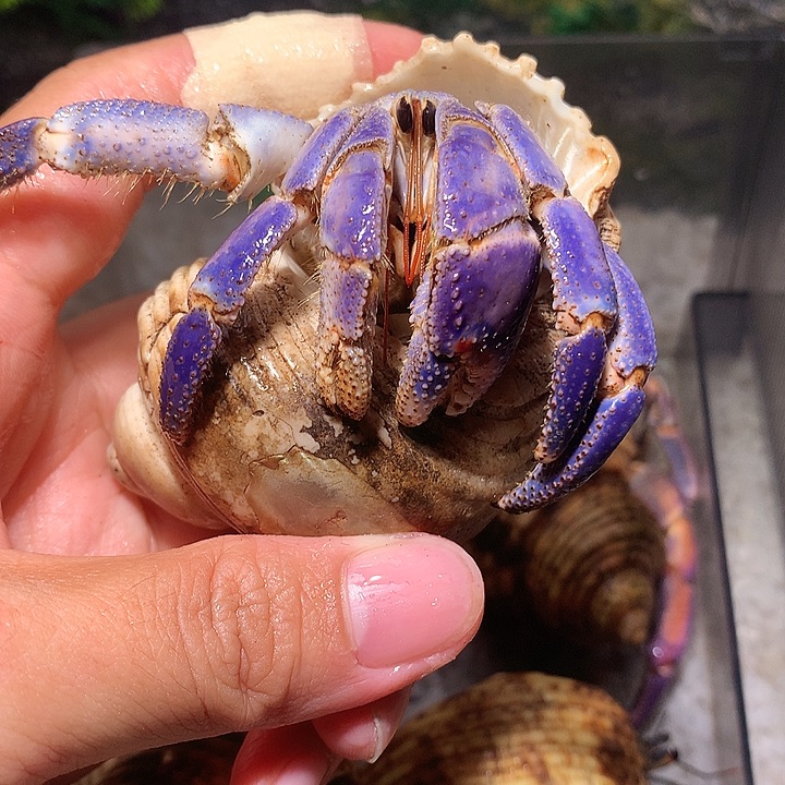 3.0口径奔跑的寄居蟹13