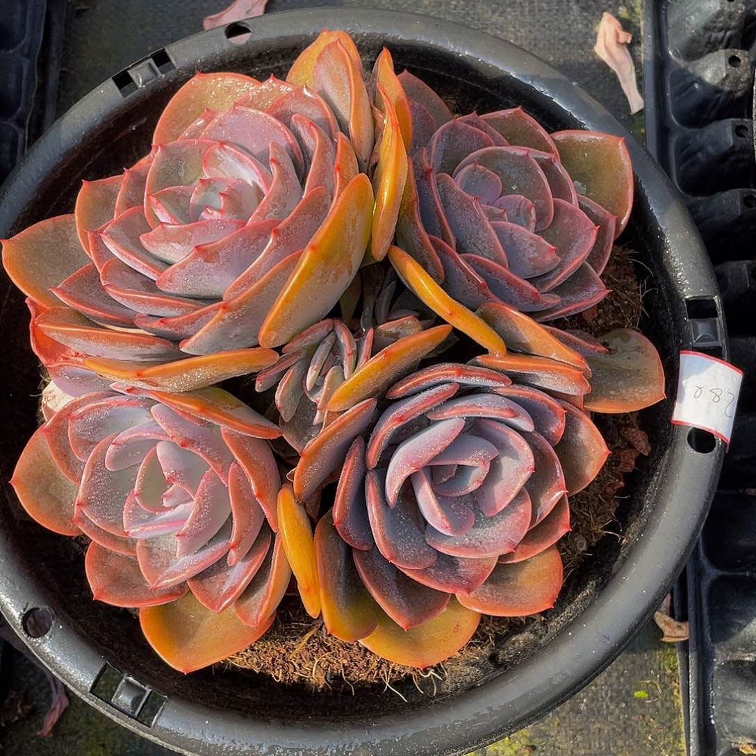 尘埃玫瑰多肉植物082