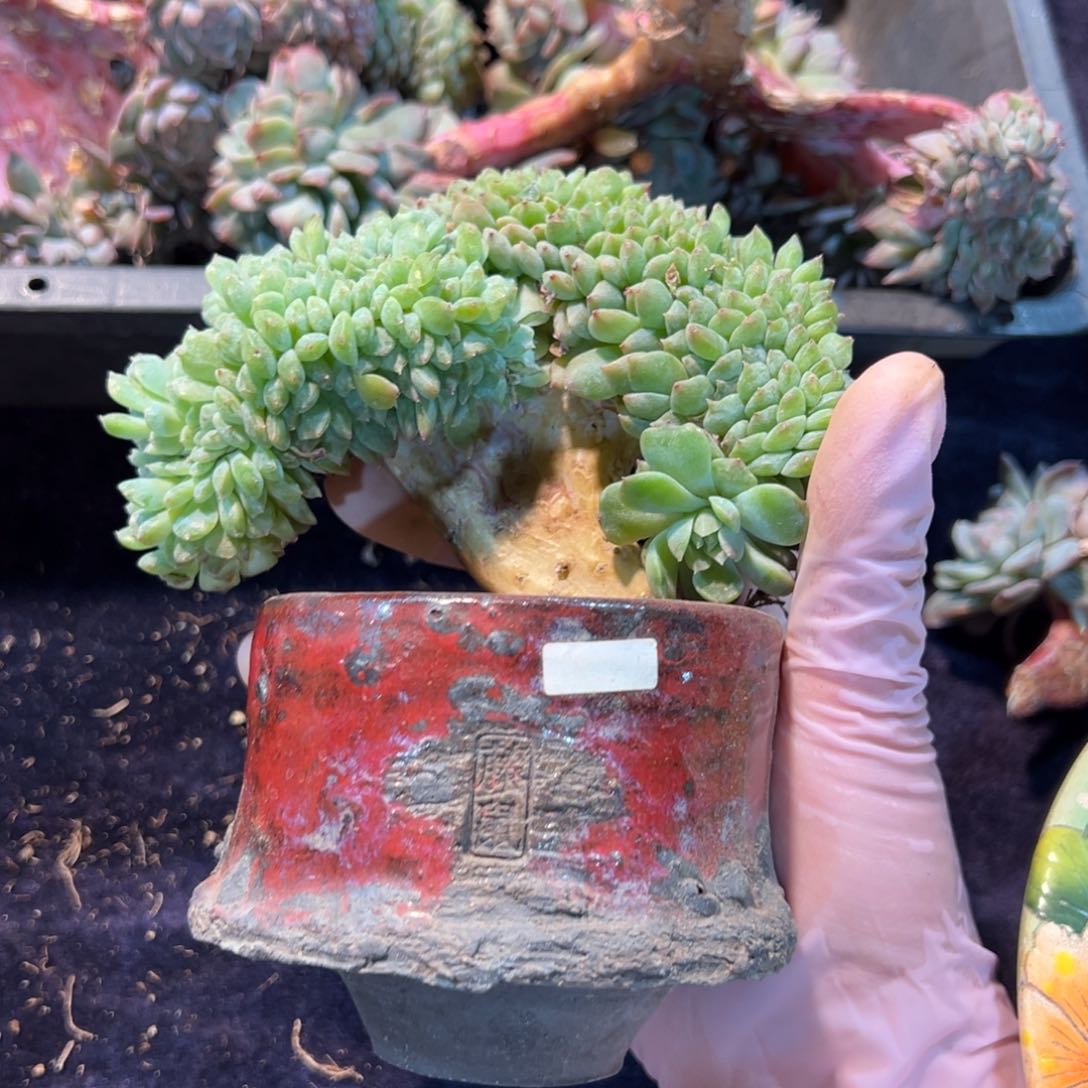 新年快乐 新年快乐 新年快乐