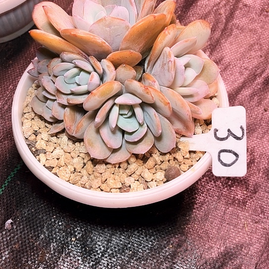 莫***莫奶茶30号码牌子的话题了解