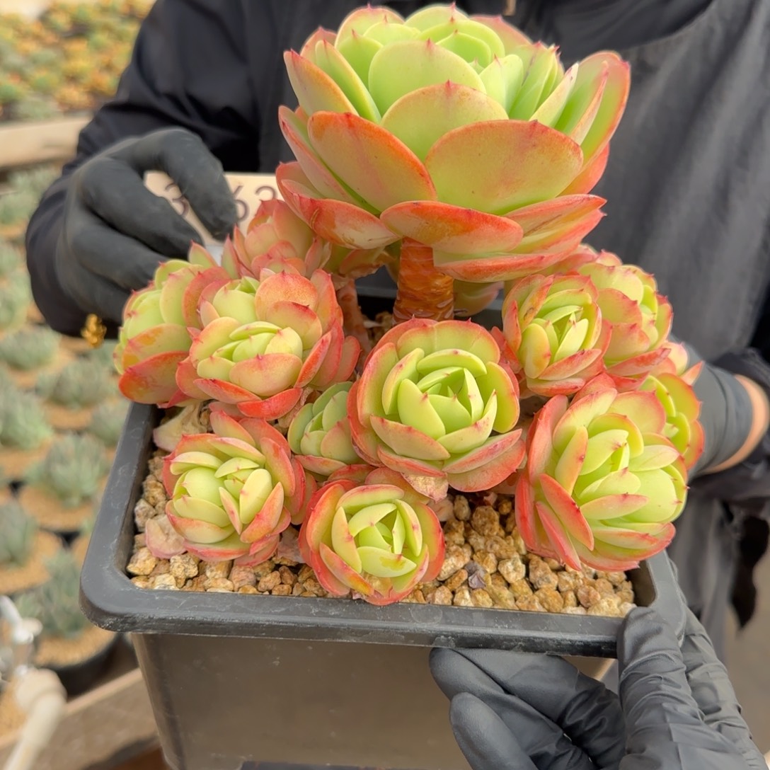 橙***ᐝ3063。        鸡蛋碧桃手捧