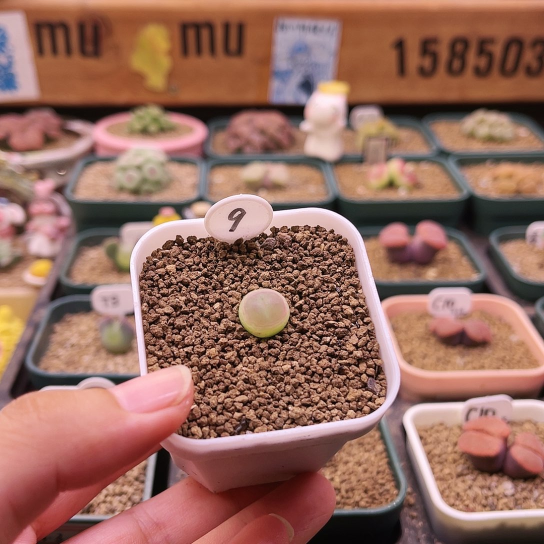三年多大王登可带盆土发货