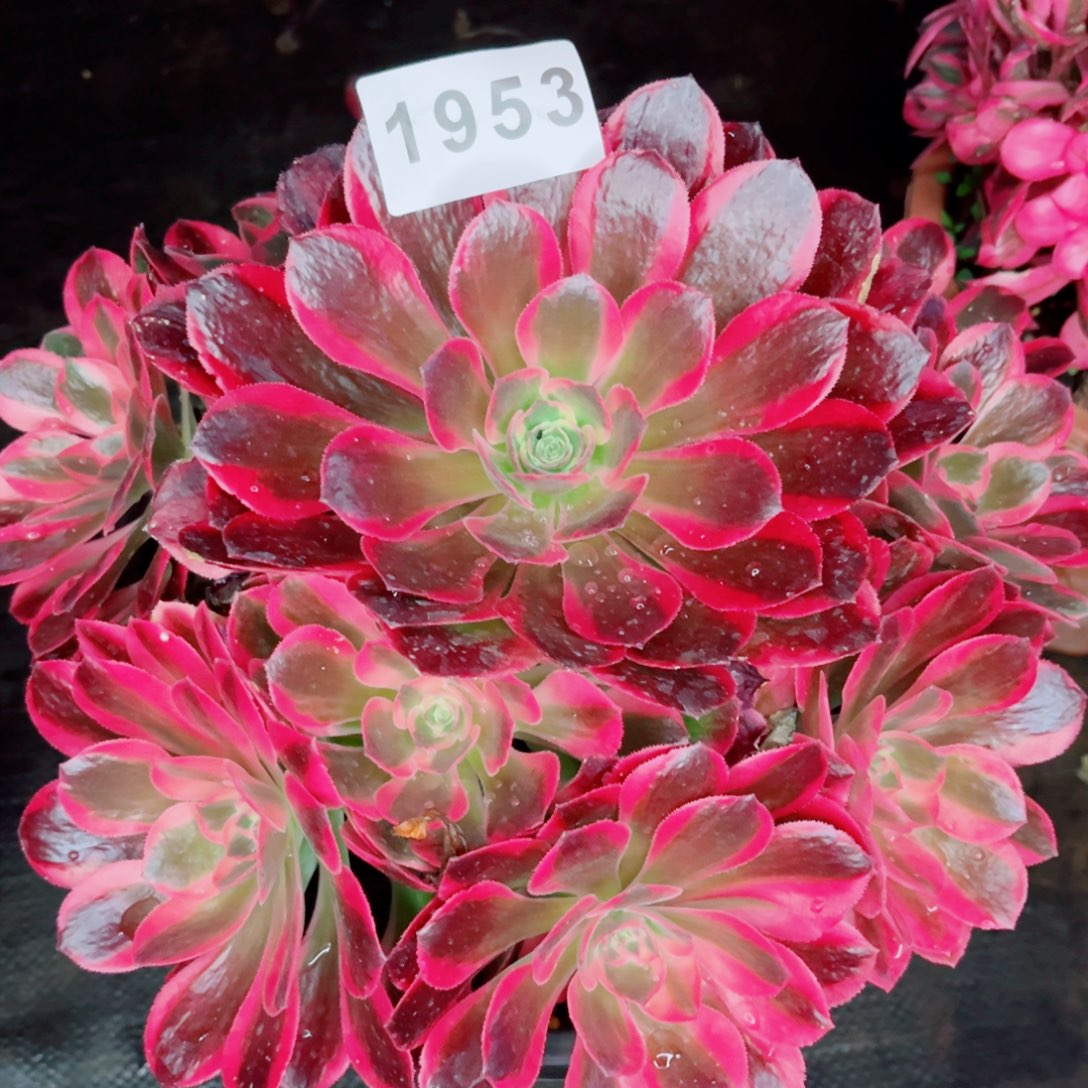 粉女浪多肉发货发货