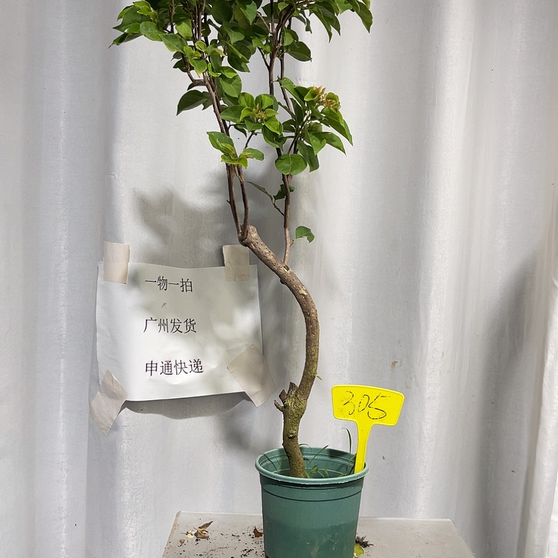 当前无花栽培后可以开花305重瓣黄扦插