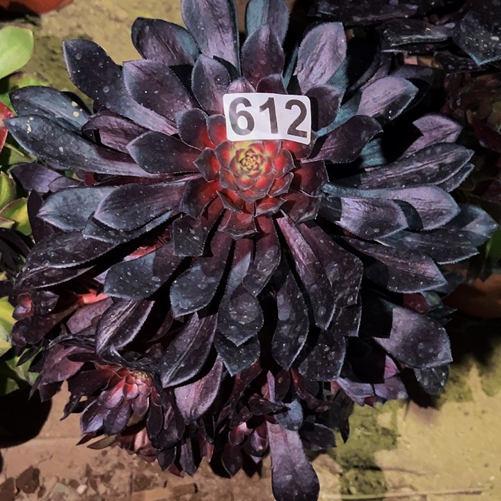 612月亮石多肉植物处理不售后