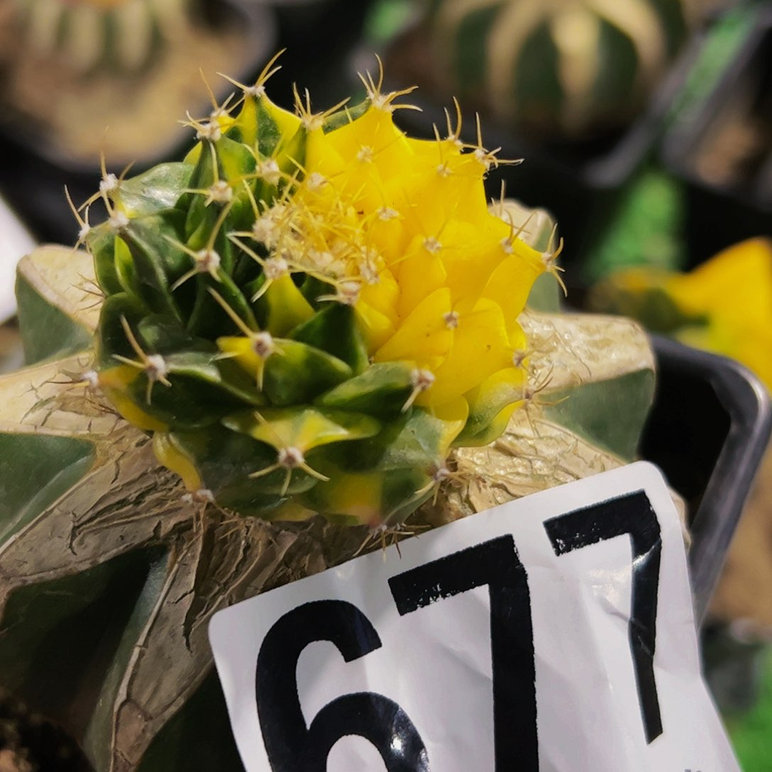 帝冠锦仙人球677